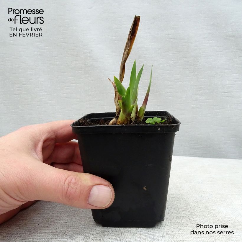 Exemplar von Iris Wabash - Schwertlilie Kleine Töpfe von 8/9 cm wie im Winter geliefert