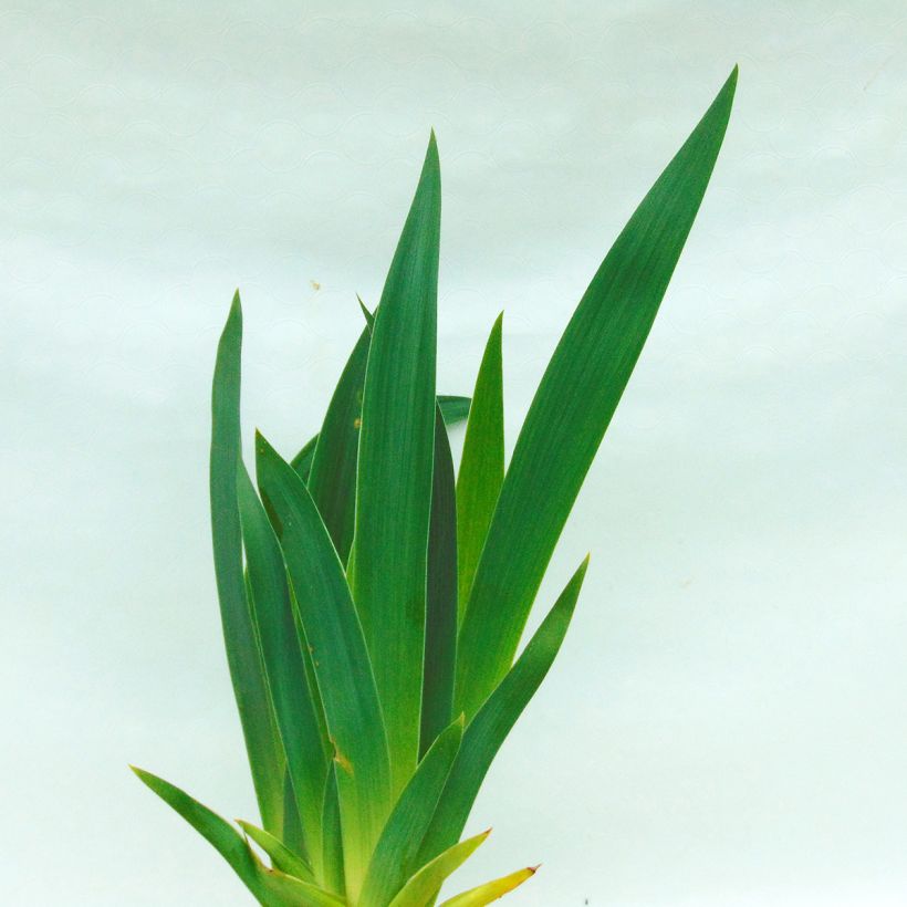 Iris Wild Frontier - Schwertlilie (Laub)