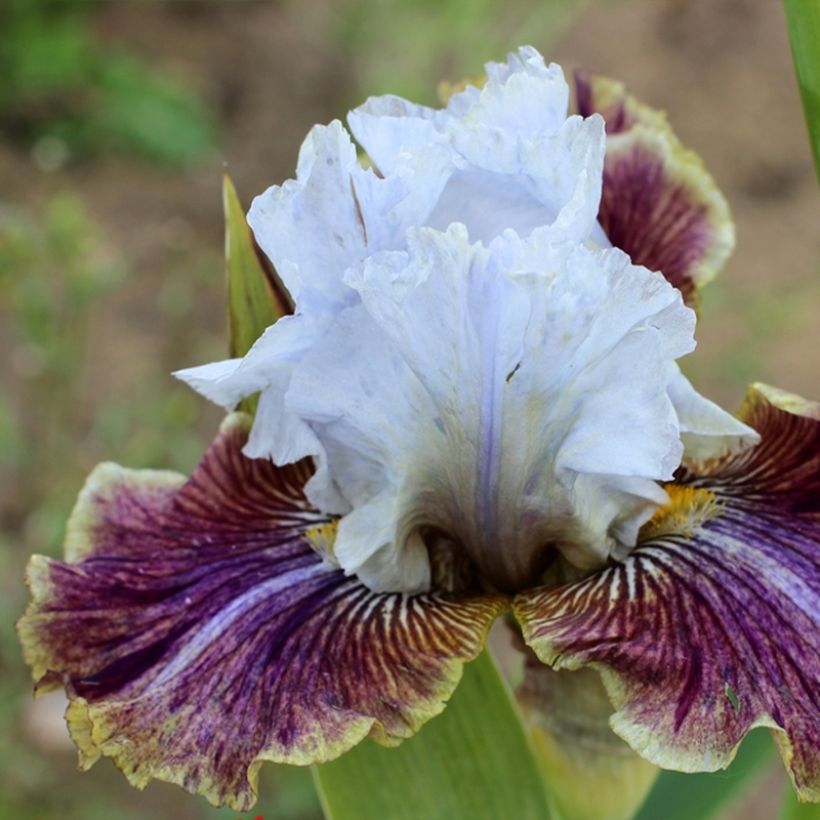 Iris Coloration Végétale - Schwertlilie (Blüte)