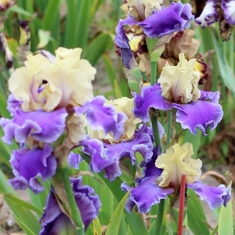 Iris Guernazelle - Schwertlilie (Hafen)