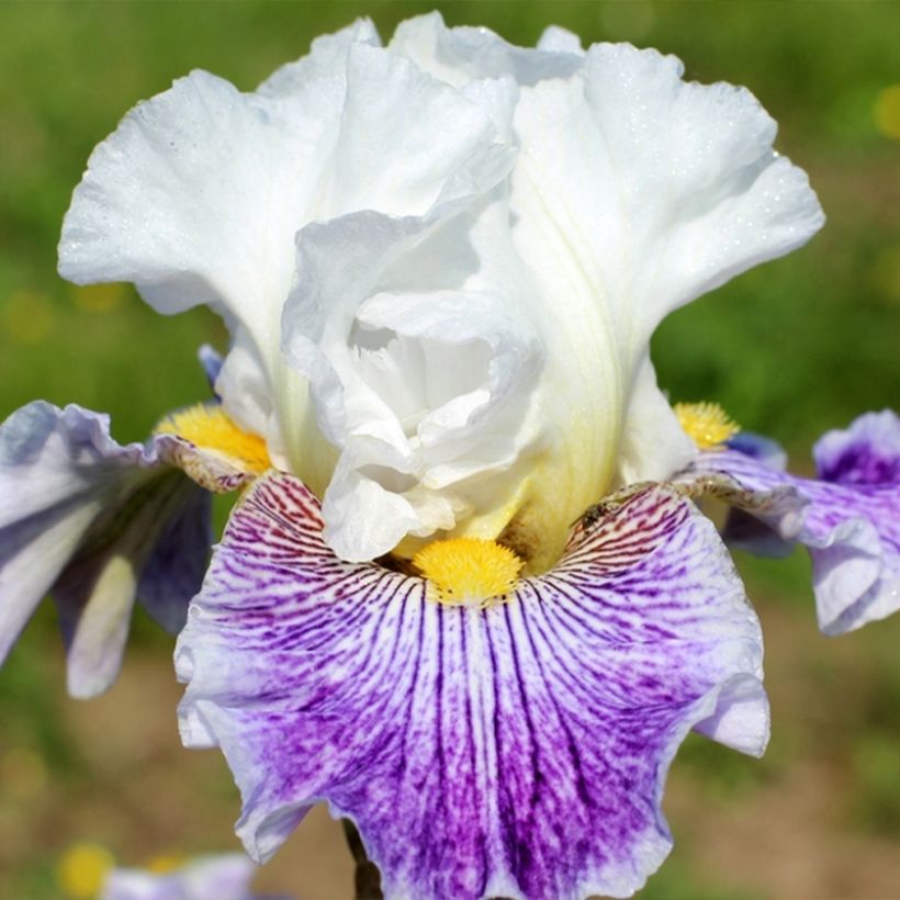 Iris Palette De Peintre - Schwertlilie (Blüte)