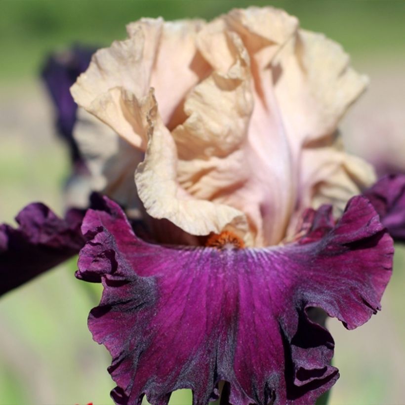 Iris Sacrée Gralée - Schwertlilie (Blüte)