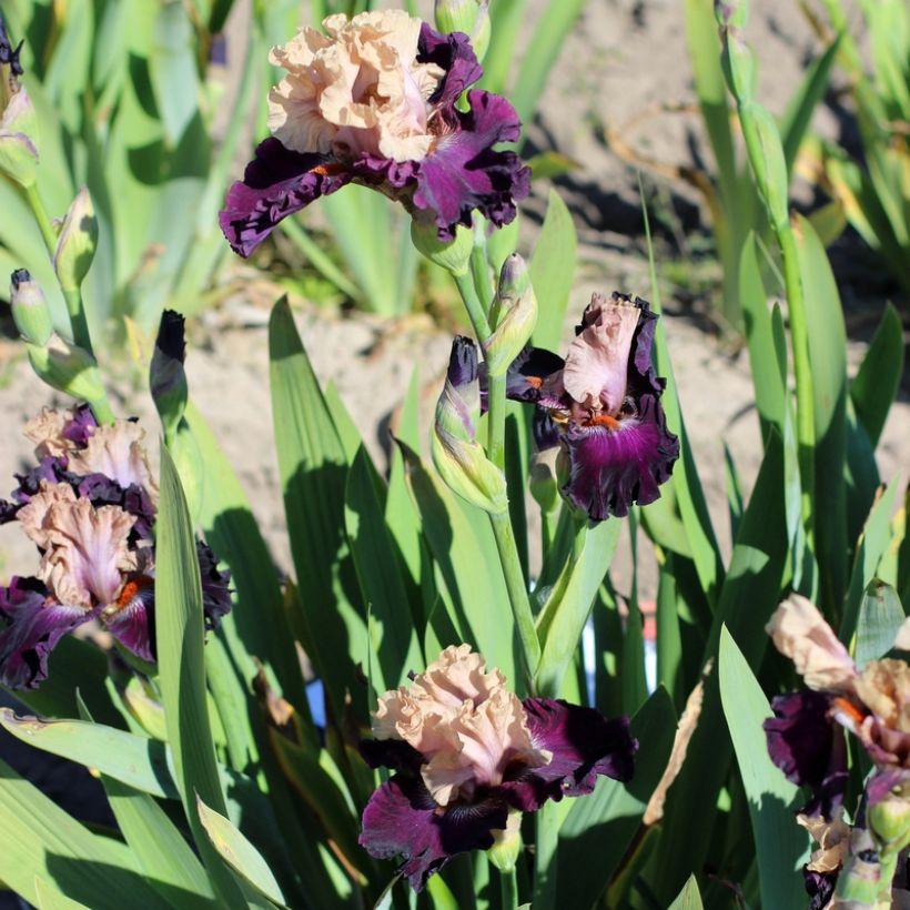 Iris Sacrée Gralée - Schwertlilie (Hafen)