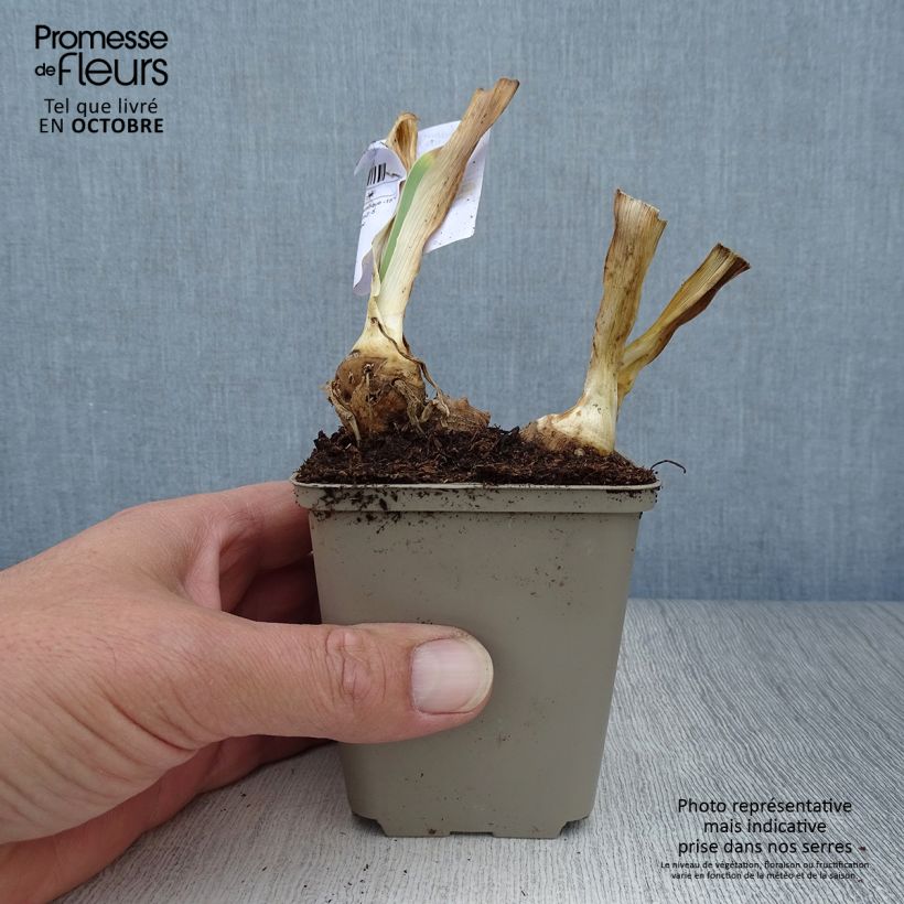 Exemplar von Iris Italiques - Schwertlilie Kleine Töpfe von 8/9 cm wie im Herbst geliefert