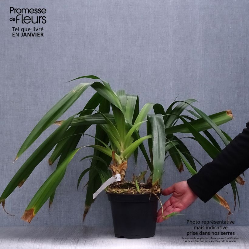Exemplar von Iris japonica - Gefranste Schwertlilie Topf mit 2L/3L wie im Winter geliefert
