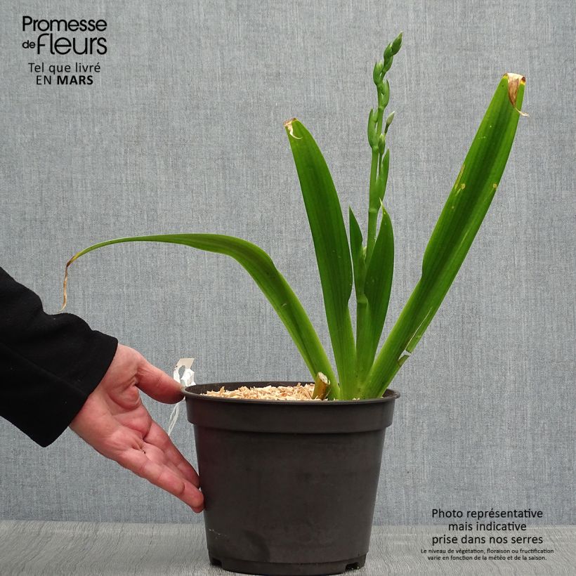 Exemplar von Iris japonica - Gefranste Schwertlilie Topf mit 2L/3L wie im Frühjahr geliefert