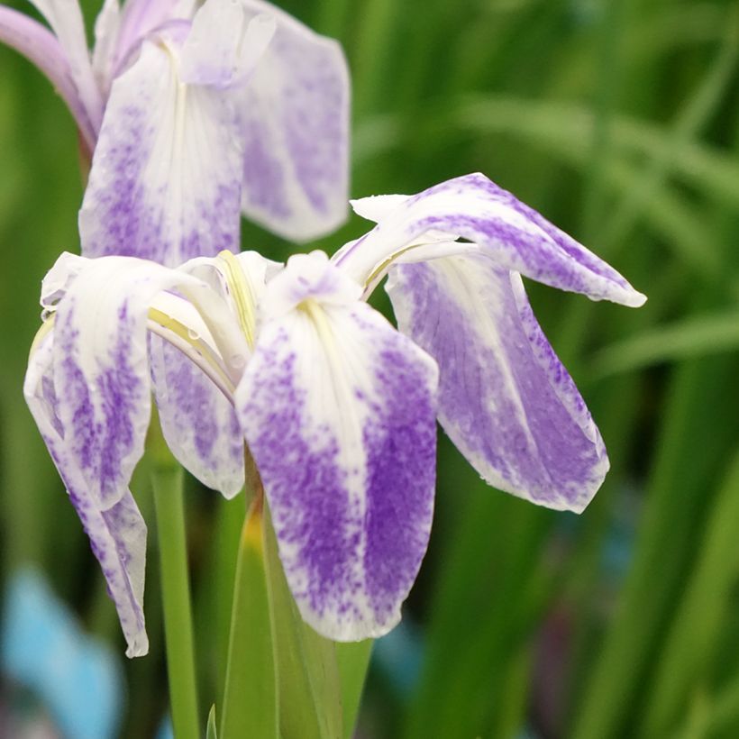 Iris laevigata Mottled Beauty - Asiatische Sumpf-Schwertlilie (Blüte)