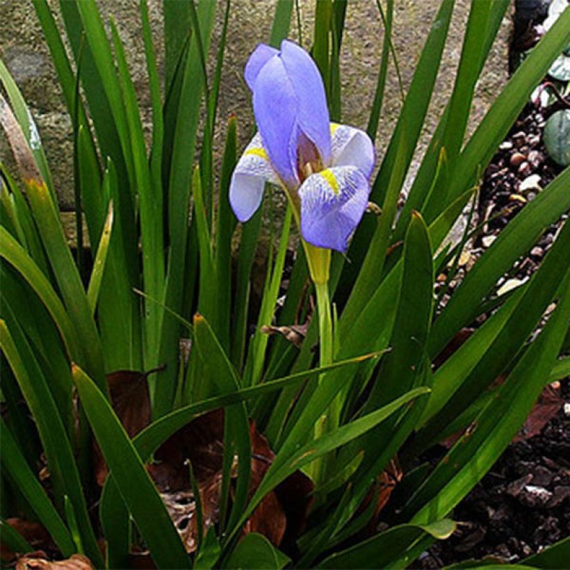 Iris lazica - Lasische Schwertlilie (Hafen)
