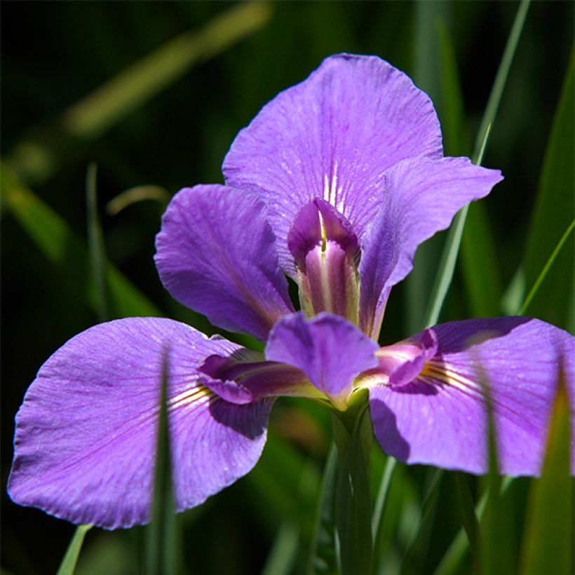 Iris louisiana Gulf Shore - Louisiana-Wasser-Iris (Blüte)