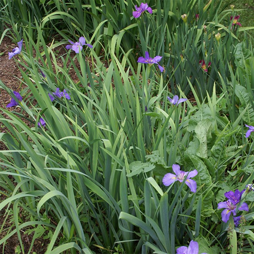 Iris louisiana Gulf Shore - Louisiana-Wasser-Iris (Hafen)