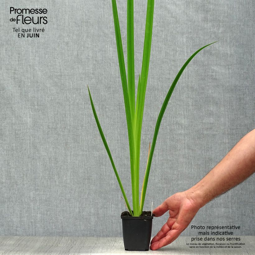 Exemplar von Iris pseudacorus - Gelbe Sumpf-Schwertlilie Kleine Töpfe von 8/9 cm wie im Sommer geliefert