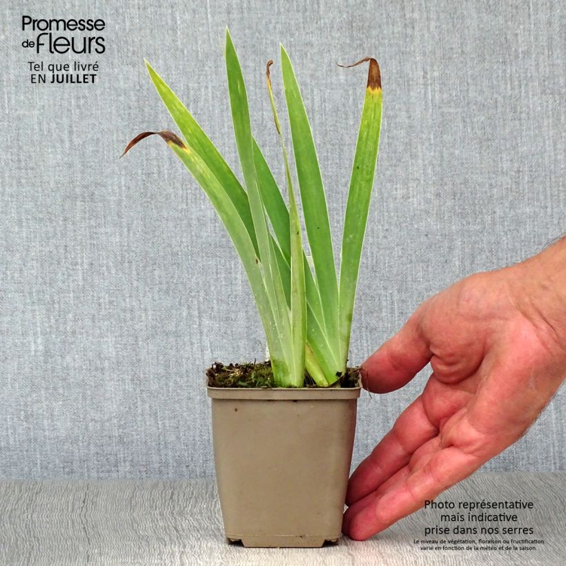 Exemplar von Iris pumila Blue Denim - Kleine Schwertlilie Kleine Töpfe von 8/9 cm wie im Sommer geliefert