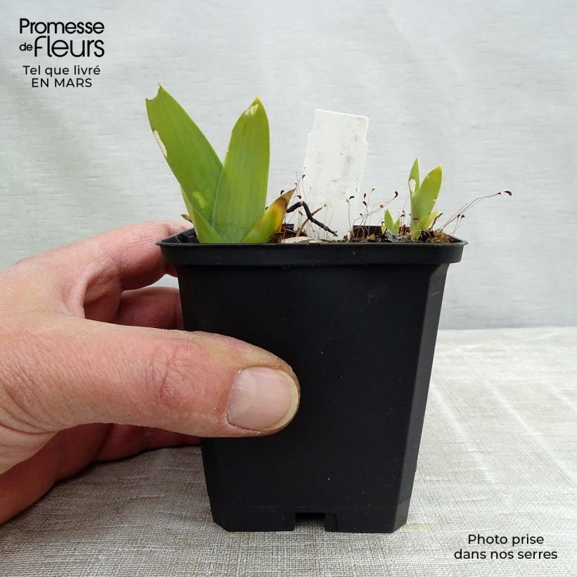 Exemplar von Iris pumila Blue Denim - Kleine Schwertlilie Kleine Töpfe von 8/9 cm wie im Frühjahr geliefert