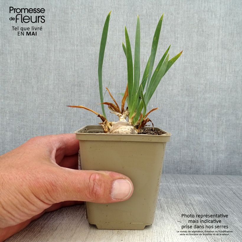 Exemplar von Iris pumila Brannigan - Kleine Schwertlilie Kleine Töpfe von 8/9 cm wie im Frühjahr geliefert
