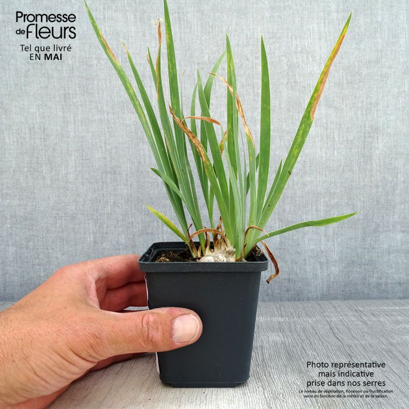 Exemplar von Iris pumila Brassie - Kleine Schwertlilie Kleine Töpfe von 8/9 cm wie im Frühjahr geliefert