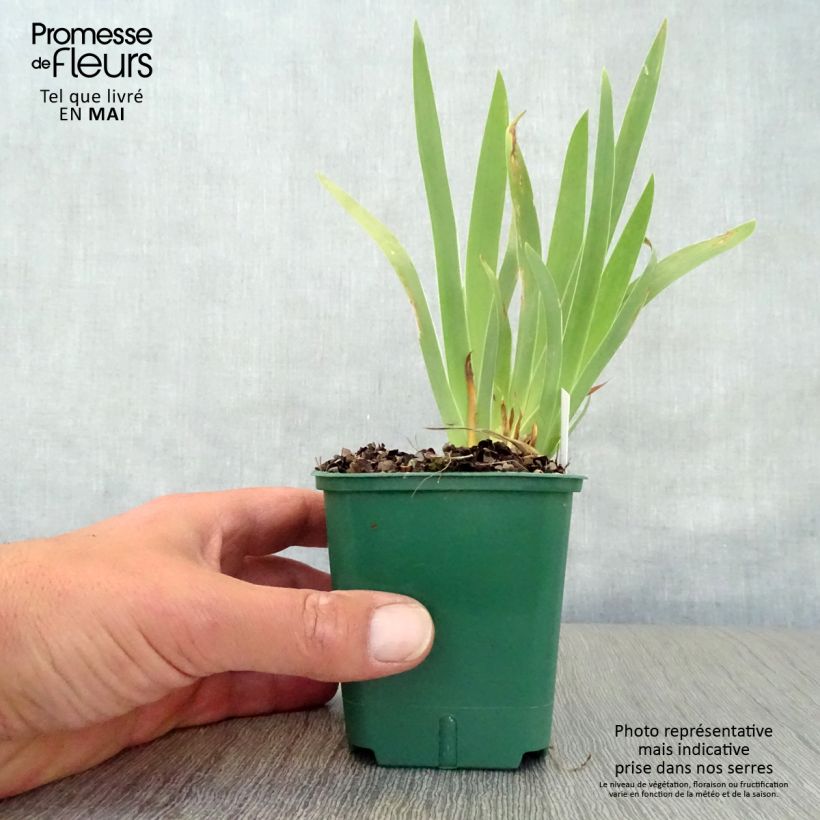 Exemplar von Iris pumila Cherry Garden - Kleine Schwertlilie Kleine Töpfe von 8/9 cm wie im Frühjahr geliefert