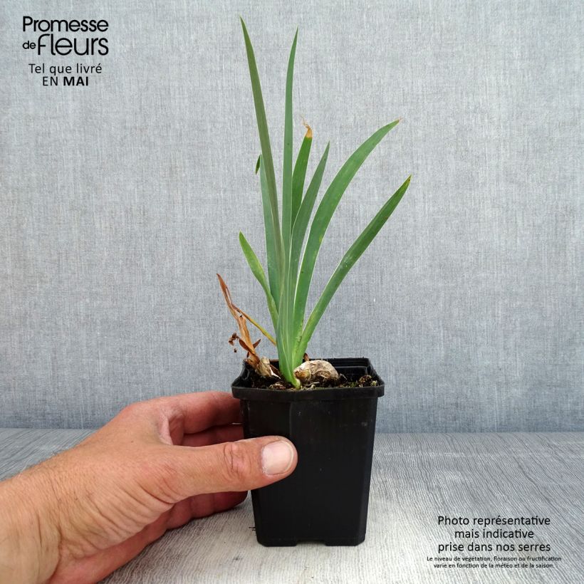 Exemplar von Iris Daring Do - Schwertlilie Kleine Töpfe von 8/9 cm wie im Frühjahr geliefert