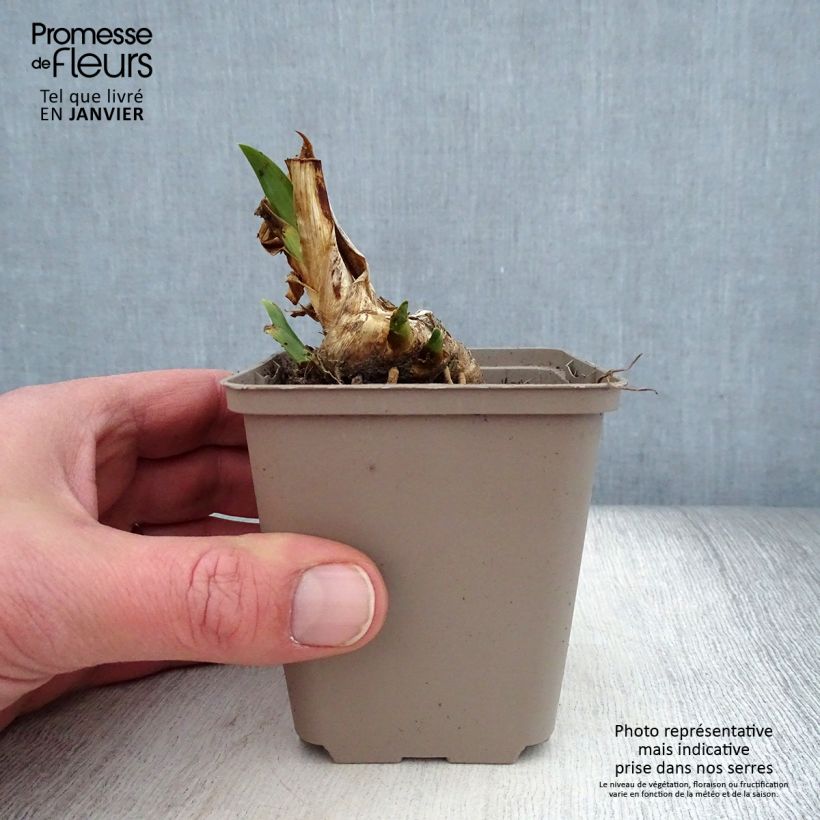 Exemplar von Iris pumila Dream Stuff - Kleine Schwertlilie Kleine Töpfe von 8/9 cm wie im Winter geliefert