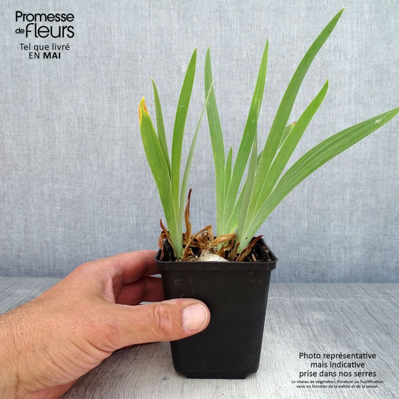 Exemplar von Iris pumila Dream Stuff - Kleine Schwertlilie Kleine Töpfe von 8/9 cm wie im Frühjahr geliefert