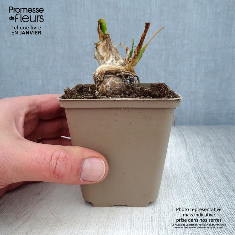 Exemplar von Iris pumila LA Ballet - Kleine Schwertlilie Kleine Töpfe von 8/9 cm wie im Winter geliefert