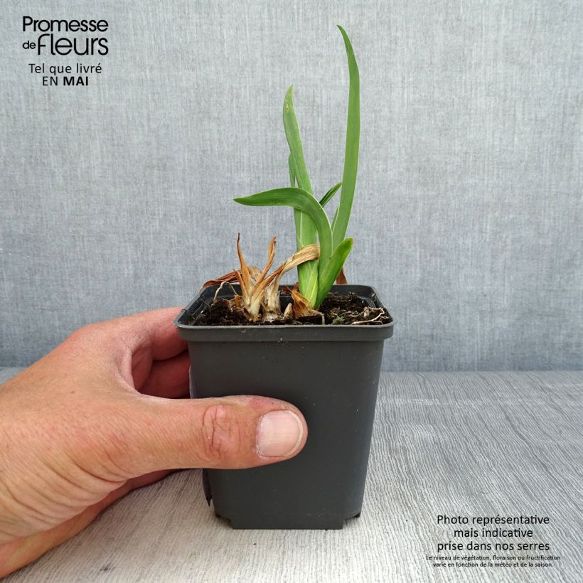 Exemplar von Iris pumila LA Ballet - Kleine Schwertlilie Kleine Töpfe von 8/9 cm wie im Frühjahr geliefert