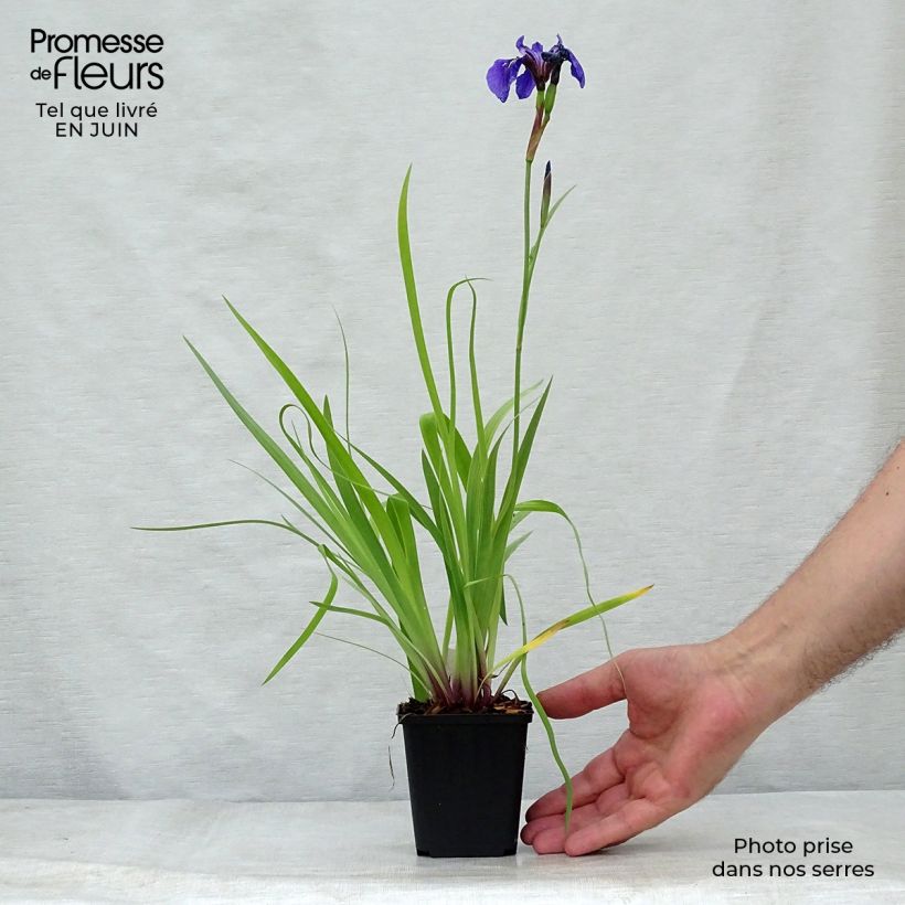 Exemplar von Iris setosa - Borsten-Schwertlilie Kleine Töpfe von 8/9 cm wie im Sommer geliefert