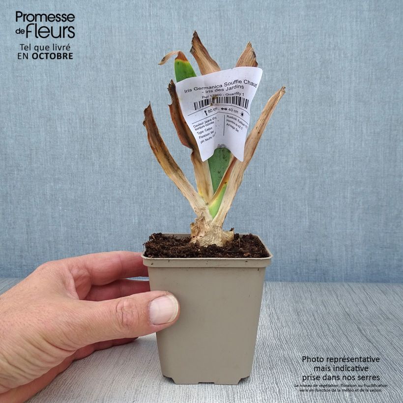 Exemplar von Iris Souffle Chaud - Schwertlilie Kleine Töpfe von 8/9 cm wie im Herbst geliefert