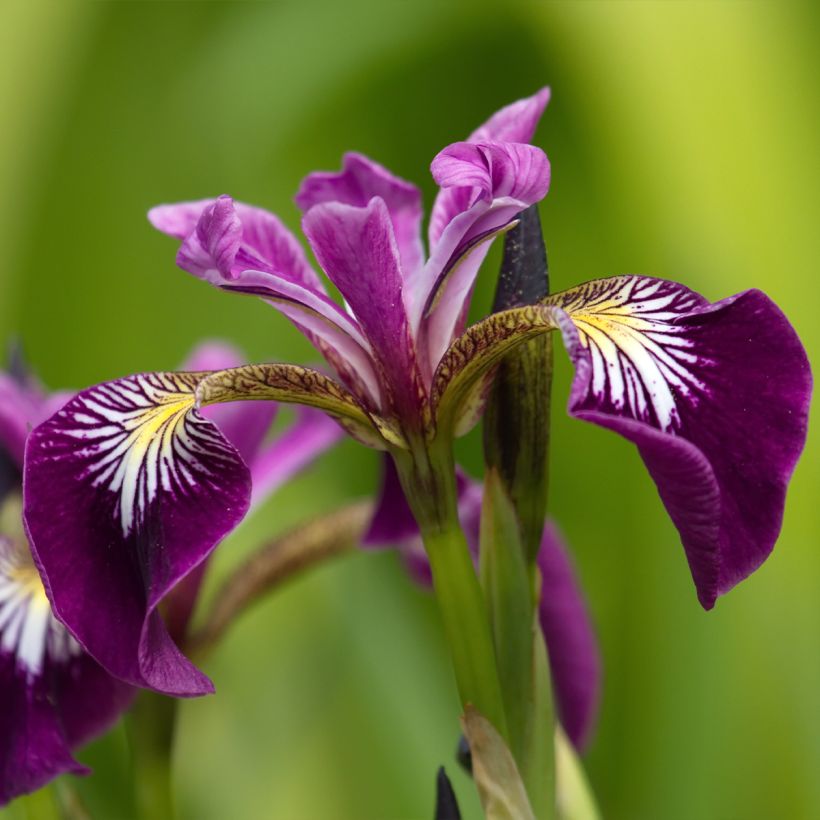 Iris versicolor Berlin Versilaev - Schillernde Schwertlilie (Blüte)