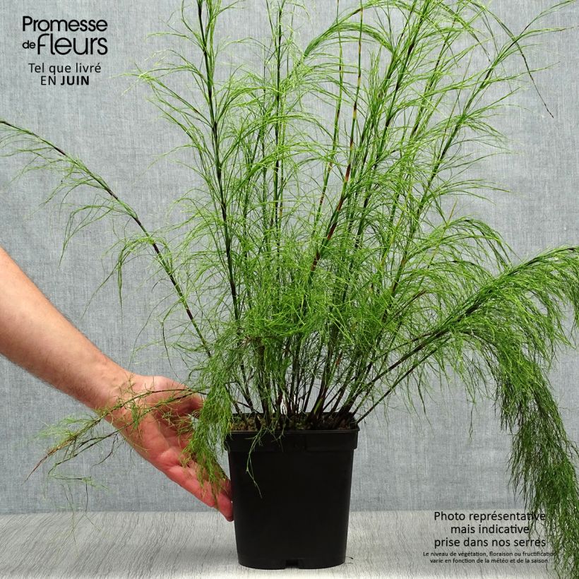 Exemplar von Ischyrolepis subverticillata - Restio Topf mit 2L/3L wie im Sommer geliefert