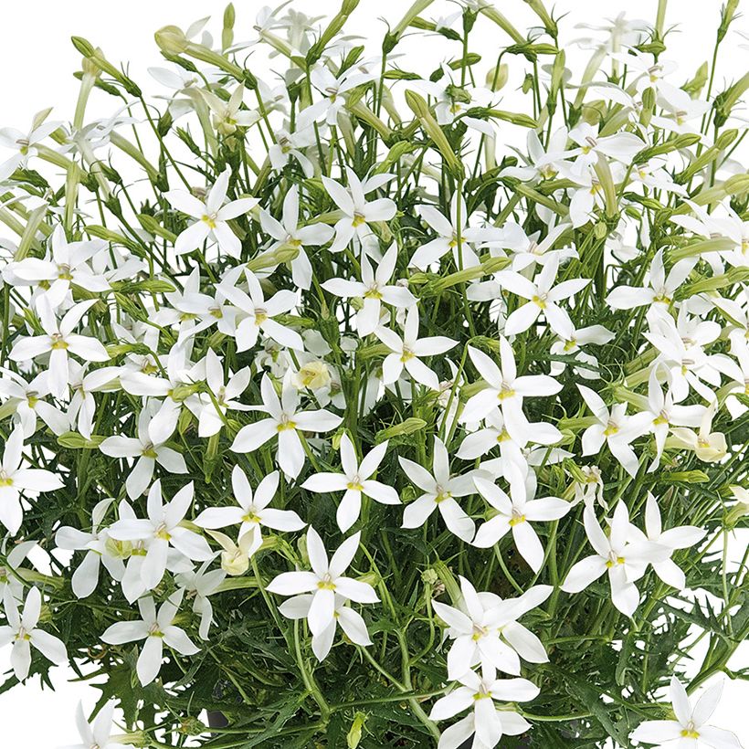 Isotoma Wendy's White - Schein-Lobelie (Blüte)