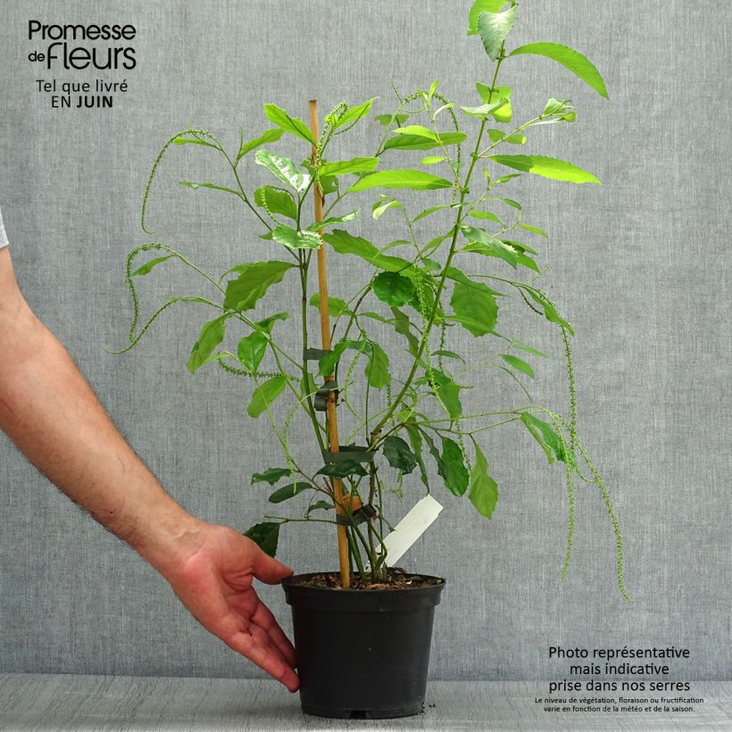 Exemplar von Itea ilicifolia - Stechpalmenblättrige Rosmarinweide Topf mit 2L/3L wie im Sommer geliefert