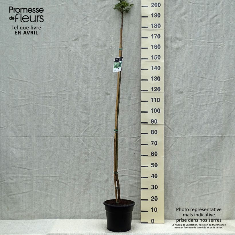 Exemplar von Jacaranda mimosifolia - Palisanderholzbaum Topf mit 18L/20LGelieferte Höhe ca. 170/200cm wie im Frühjahr geliefert