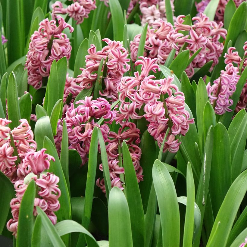 Hyazinthe Anna Liza (Blüte)