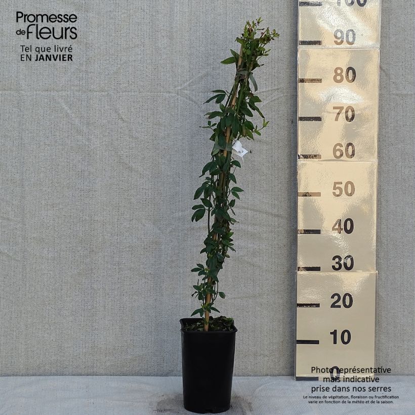 Exemplar von Jasminum humile Revolutum - Gelber Jasmin Topf mit 3L/4L wie im Winter geliefert