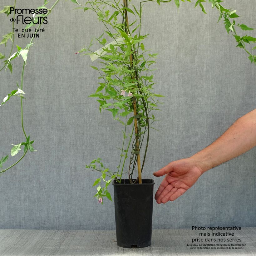 Exemplar von Jasminum stephanense - Rosa Jasmin Topf mit 2L/3L wie im Sommer geliefert