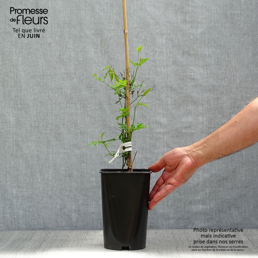 Exemplar von Jasminum grandiflorum - Chinesischer Tee-Jasmin Topf mit 2L/3L wie im Sommer geliefert