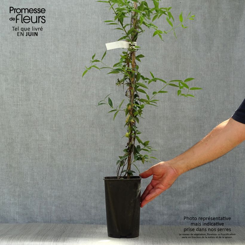 Exemplar von Jasminwurzel - Gelsemium sempervirens Topf mit 2L/3L wie im Sommer geliefert