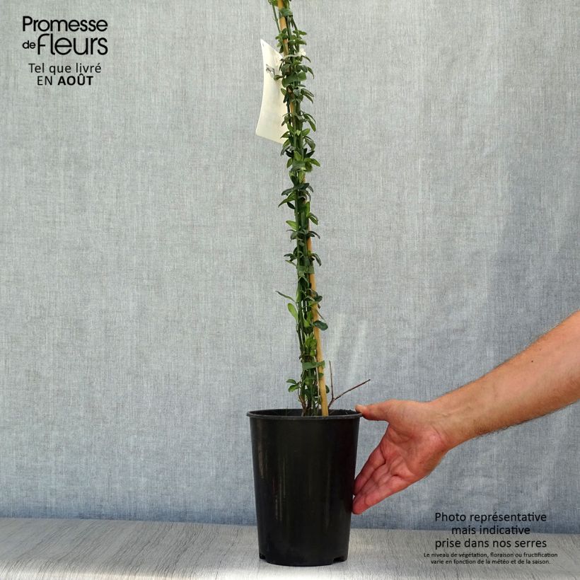 Exemplar von Jasminum nudiflorum - Winter-Jasmin Topf mit 2L/3L wie im Sommer geliefert