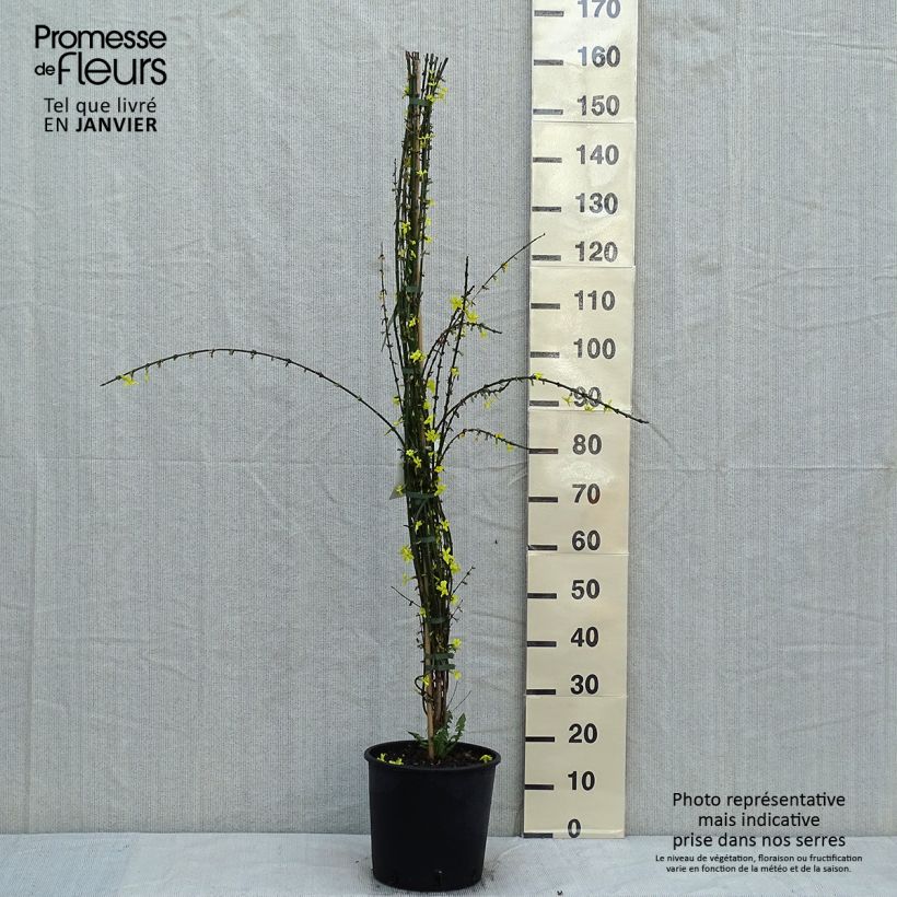 Exemplar von Jasminum nudiflorum - Winter-Jasmin Topf mit 7,5L/10L wie im Winter geliefert