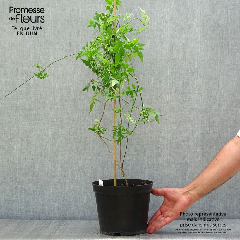 Exemplar von Jasminum officinale - Echte Jasmin Topf mit 4L/5L wie im Sommer geliefert