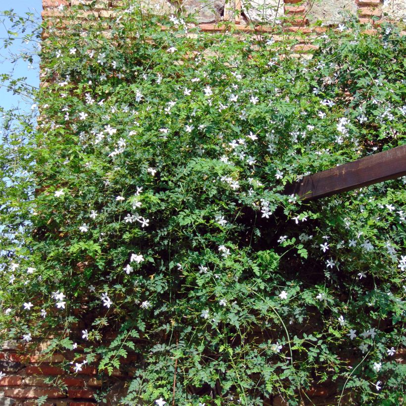 Jasminum azoricum - Azoren-Jasmin (Hafen)