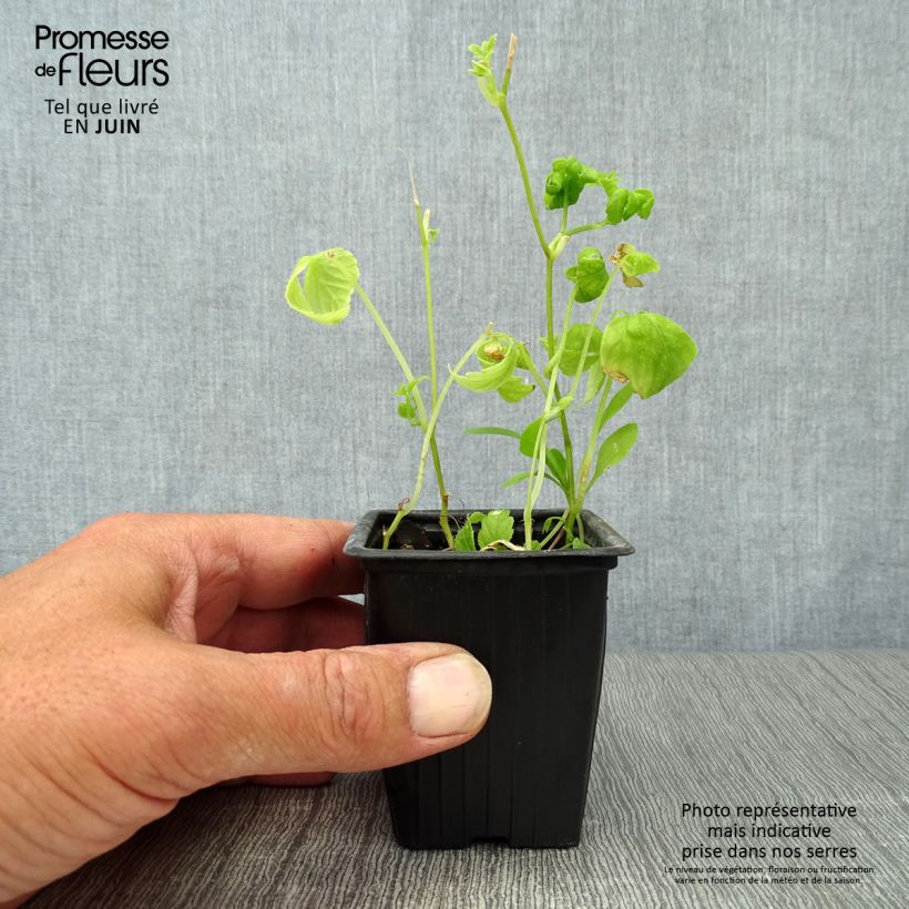 Exemplar von Jiaogulan Bio - Gynostemma pentaphyllum Kleine Töpfe von 7/8 cm wie im Sommer geliefert