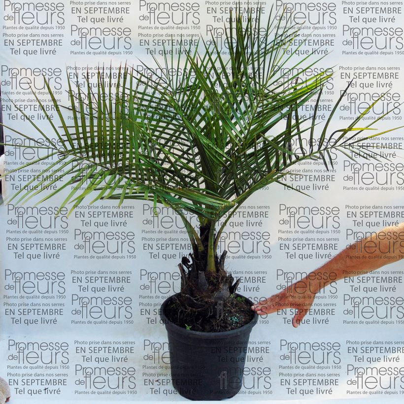 Beispiel eines Exemplars von Jubaea chilensis - Honigpalme Topf mit 30L/35L wie geliefert