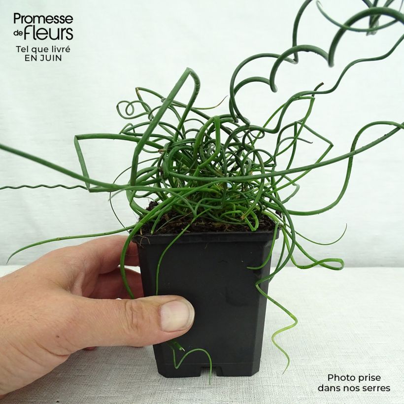 Exemplar von Juncus effusus Spiralis - Flatter-Binse Kleine Töpfe von 8/9 cm wie im Sommer geliefert