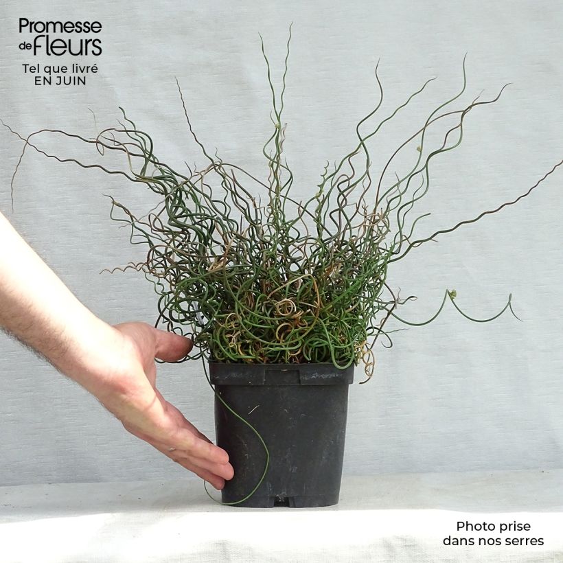 Exemplar von Juncus effusus Spiralis - Flatter-Binse Topf mit 2L/3L wie im Sommer geliefert