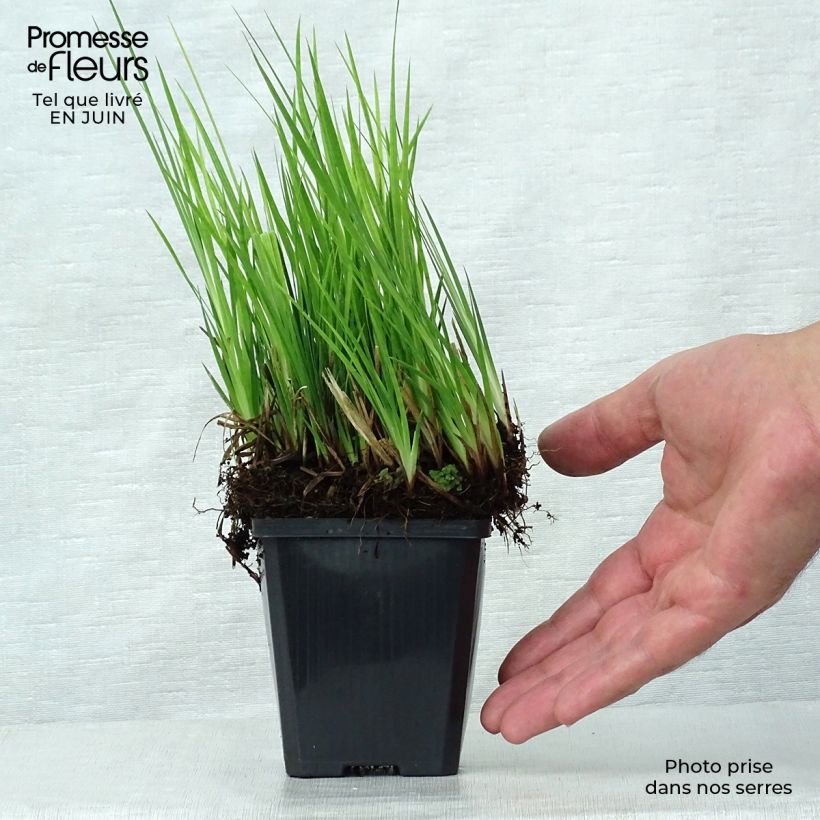 Exemplar von Juncus ensifolius - Schwertblättrige Binse Kleine Töpfe von 8/9 cm wie im Sommer geliefert