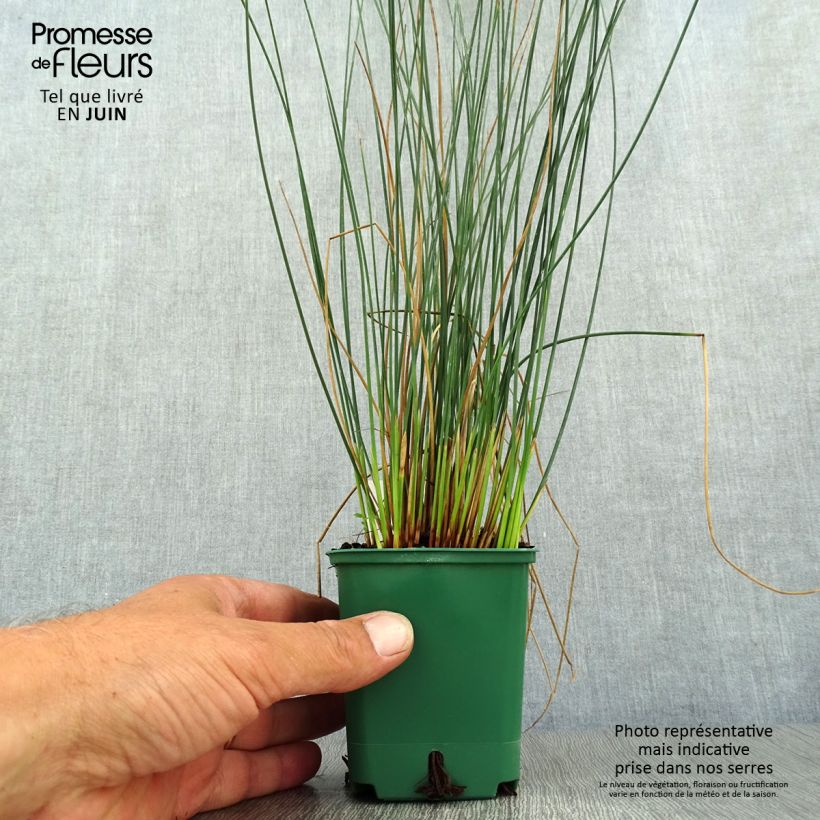 Exemplar von Juncus inflexus Blue Dart - Blaugrüne Binse Kleine Töpfe von 8/9 cm wie im Sommer geliefert