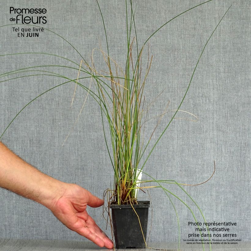 Exemplar von Juncus inflexus - Blaugrüne Binse Kleine Töpfe von 8/9 cm wie im Sommer geliefert