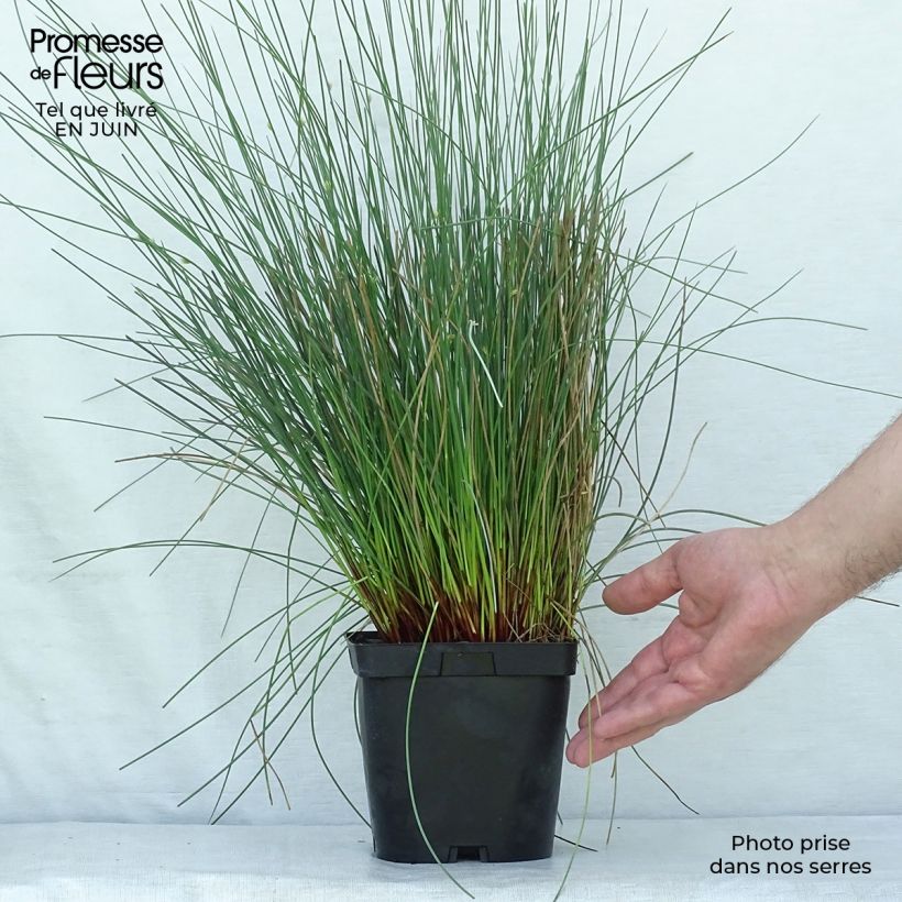 Exemplar von Juncus inflexus - Blaugrüne Binse Topf mit 2L/3L wie im Sommer geliefert