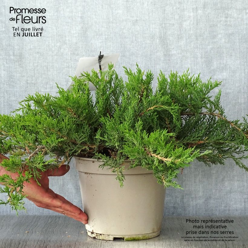 Exemplar von Juniperus sabina Rockery Gem Topf mit 4L/5L wie im Sommer geliefert